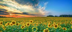 CAMPOS DE GIRASOLES